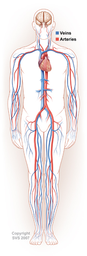 vascular vein treatments austin