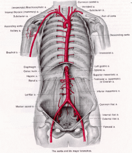 aorta aortic artery aneurysm repair Austin Texas