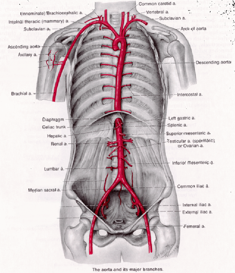 Aorta Aortic Artery Aneurysm Anatomy Location Austin Vascular