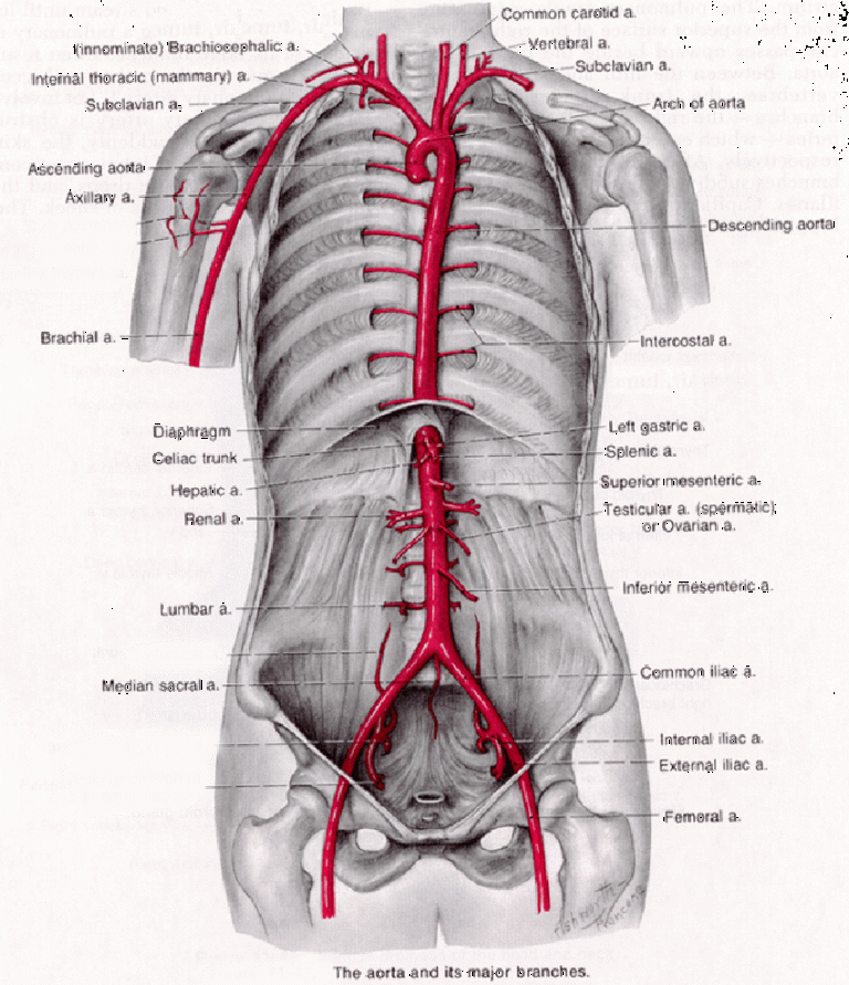 aorta-aortic-artery-aneurysm-anatomy-location-austin-vascular