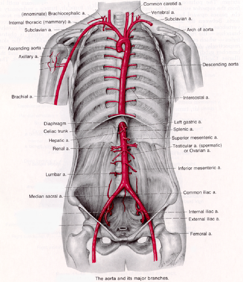 aorta-aortic-artery-aneurysm-anatomy-location-austin-vascular